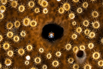 Spinyhead blenny (Acanthemblemaria spinosa) juvenile, looking out from a hole in coral reef, surrounded by brown Boring sponge (Cliona sp.) and Sponge zoanthids (Parazoanthus parasiticus), East End, G...