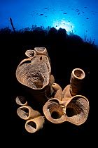 Brown tube sponges (Agelas conifera) on a coral reef, inward lighting image, Grand Cayman, Cayman Islands, Caribbean Sea.