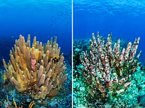 Pillar coral (Dendrogyra cylindrus) killed by Stony Coral Tissue Loss Disease over the period of a week in 2021. Before and after image taken a few years apart, Grand Cayman, Cayman Islands, Caribbean...
