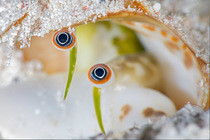 Conch (Strombus sp.) eye detail, West Bay, Grand Cayman, Cayman Islands, Caribbean Sea.