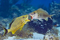 Bluestriped grunt (Haemulon sciurus) on left and White grunt (Haemulon plumierii) face to face with mouths open wide in territorial dispute, Grand Cayman, Cayman Islands, Caribbean Sea.