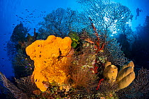Reef scene with Orange elephant ear sponge (Agelas clathrodes), Brown tube sponges (Agelas conifera), Deepwater sea fans (Iciligorgia nodulifera), Creole wrasses (Clepticus parrae) and Fairy basslets...