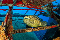 Goliath grouper (Epinephelus itajara) sheltering among the remains of Kittiwake shipwreck, Grand Cayman, Cayman Islands, Caribbean Sea.