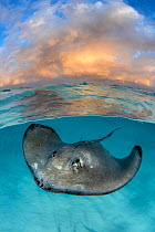 Split level view of a Southern stingray (Dasyatis americana) female, swimming over a shallow sandy seabed at dawn, Grand Cayman, Cayman Islands, Caribbean Sea.