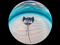 Southern stingray (Dasyatis americana) female, swimming over shallow sandy seabed, North Sound, Grand Cayman, Cayman Islands, Caribbean Sea.