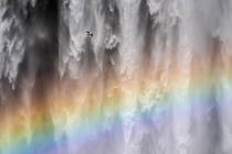 Fulmar (Fulmarus glacialis) soaring above a rainbow (waterfall-bow) created by the Skogafoss waterfall, Southern Iceland. April.
