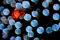 Spinecheek anemonefish (Premnas biaculeatus) male, looking out from between the tentacles of a Bulb tentacle sea anemone (Entacmaea quadricolor) on a coral reef, Bitung, North Sulawesi, Lembeh Strait,...