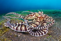 Mimic octopus (Thaumoctopus mimicus) moving over sandy seabed, Bitung, North Sulawesi, Indonesia, Lembeh Strait, Molucca Sea.