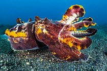 Flamboyant cuttlefish (Metasepia pfefferi) female, crawling across the seabed. Bitung, North Sulawesi, Lembeh Strait, Molucca Sea.