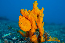 Painted frogfish (Antennarius pictus) camouflaged among a Sponge on seabed, Bitung, North Sulawesi, Indonesia, Lembeh Strait, Molucca Sea.