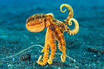 Mototi octopus (Amphioctopus mototi) moving over the seabed, with two arms raised, Bitung, North Sulawesi, Lembeh Strait, Molucca Sea.