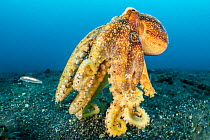 Mototi octopus (Amphioctopus mototi) crawling over the seabed, Bitung, North Sulawesi, Lembeh Strait, Molucca Sea.