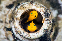 Yellow pygmy gobies (Lubricogobius exiguus) pair peering our from their home inside a discarded toothpaste tube on the seabed, Bitung, North Sulawesi, Lembeh Strait, Molucca Sea.