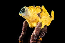 Yellow painted frogfish (Antennarius pictus) resting on Sponge fingers, yawning, Bitung, North Sulawesi, Lembeh Strait, Molucca Sea.