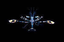 Cleaner shrimp (Lysmata sp.) larval stage, drifting in open water as part of the plankton, Bitung, North Sulawesi, Lembeh Strait, Molucca Sea.