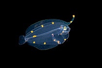 Flatfish (Bothidae) larval stage, drifting in open water as part of the plankton, Bitung, North Sulawesi, Lembeh Strait, Molucca Sea.