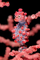 Pygmy seahorse (Hippocampus bargibanti) camouflaged on a Sea fan (Muricella sp.) on a coral reef, Bitung, North Sulawesi, Lembeh Strait, Molucca Sea.