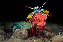 Peacock mantis shrimp (Odontodactylus scyllarus) holding a clutch of bright red eggs in its claws, Bitung, North Sulawesi, Lembeh Strait, Molucca Sea.