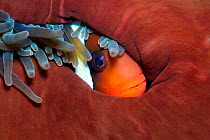 Tomato anemonefish (Amphiprion frenatus) resting in Magnificent sea anemone (Heteractis magnifica) on a coral reef, Bitung, North Sulawesi, Lembeh Strait, Molucca Sea.