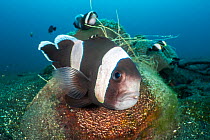 Saddleback anemonefish (Amphiprion polymnus) guarding its clutch of developing eggs, laid on a coconut husk, Bitung, North Sulawesi, Lembeh Strait, Molucca Sea.