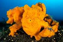 Orange painted frogfish (Antennarius pictus) lying in wait on seabed, disguised as an orange sponge, Bitung, North Sulawesi, Lembeh Strait, Molucca Sea.