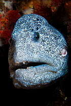 RF - Wolf eel (Anarrhichthys ocellatus) male, portrait, Vancouver Island, British Columbia, Canada, Queen Charlotte Strait, Pacific Ocean. (This image may be licensed either as rights managed or royal...