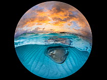 RF - Split level view of a Southern stingray (Dasyatis americana) female, swimming over a shallow sandy seabed at dawn, Grand Cayman, Cayman Islands, Caribbean Sea.  (This image may be licensed either...
