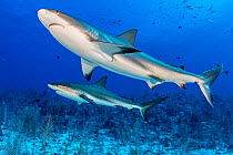 RF - Two Caribbean reef sharks (Carcharhinus perezi) swimming over a coral reef, Grand Cayman, Cayman Islands, Caribbean Sea. (This image may be licensed either as rights managed or royalty free.)