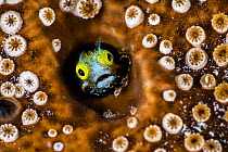 RF - Spinyhead blenny (Acanthemblemaria spinosa) peering out from a hole in a coral reef, surrounded by Brown boring sponge (Cliona sp.) and sponge zoanthids (Parazoanthus parasiticus), Grand Cayman,...