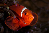 RF - Spinecheek anemonefish (Premnas biaculeatus) female, resting in an anemone on a coral reef, Bitung, North Sulawesi, Lembeh Strait, Molucca Sea. (This image may be licensed either as rights manage...