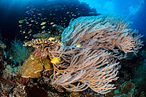 RF - Golden damselfish (Amblyglyphidodon aureus) and Threadfin anthias (Pseudanthias huchti) swimming around a large gorgonian (Subergorgia sp.) on a coral reef wall, Tubbataha Atolls, Palawan, Philip...