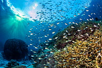 RF - Philippines chromis (Chromis scotochiloptera) shoal swimming in water column above hard coral (Acropora sp.) with evening sunburst, Tubbataha Atolls, Palawan, Philippines, Sulu Sea. (This image m...