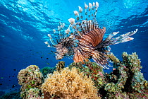 RF - Lionfish (Pterois volitans) pair patrolling a coral reef at sunset, Tubbataha Atolls, Palawan, Philippines, Sulu Sea. (This image may be licensed either as rights managed or royalty free.)