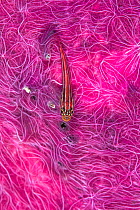 RF - Striped triplefin (Helcogramma striata) resting on Pink sponge (Chalinula sp.), Raja Ampat, West Papua, Ceram Sea, Pacific Ocean. (This image may be licensed either as rights managed or royalty f...