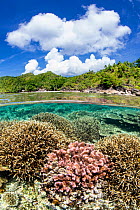 RF - Split level view of hard coral garden (including Acropora sp. and Pocillopora sp.) flourishing in shallow water around Misool Resort, Raja Ampat, West Papua, Ceram Sea, Pacific Ocean. (This image...