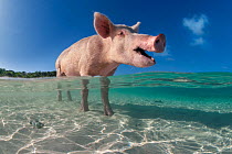 Domestic pig (Sus domestica) bathing in the sea, Exuma Cays, Bahamas, Atlantic Ocean.