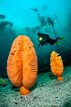 Orange sea pens (Ptilosarcus gurneyi) on seabed with scuba diver in background, Browning Pass, Vancouver Island, British Columbia, Canada, Queen Charlotte Strait, Pacific Ocean.