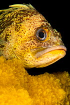 Quillback rockfish (Sebastes maliger) resting on yellow encrusting sponge (Myxilla lacunosa) portrait, Browning Pass, Vancouver Island, British Columbia, Canada, Queen Charlotte Strait, Pacific Ocean.