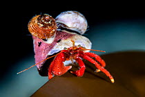 Maroon hermit crab (Pagurus hemphilli) with hitchhiking snails on its shell, portrait, Browning Pass, Vancouver Island, British Columbia, Canada, Queen Charlotte Strait, Pacific Ocean.