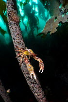 Sharpnose crab (Scyra acutifrons) male, crawling along the stipe of a Palm kelp (Eisenia arborea), Browning Pass, Vancouver Island, British Columbia, Canada, Queen Charlotte Strait, Pacific Ocean.