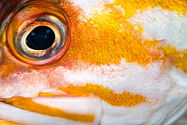 Copper rockfish (Sebastes caurinus) eye detail, Vancouver Island, British Columbia, Canada, Queen Charlotte Strait, Pacific Ocean.