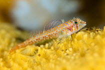 Longfin sculpin (Jordania zonope) resting on Yellow encrusting sponge (Myxilla lacunosa), Browning Pass, Vancouver Island, British Columbia, Canada, Queen Charlotte Strait, Pacific Ocean.