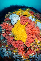 Red soft coral (Eunephthya rubiformis), Yellow encrusting sponges (Myxilla lacunosa) and Plumose anemones (Metridium senile) growing on reef wall, Browning Pass, Vancouver Island, British Columbia, Ca...