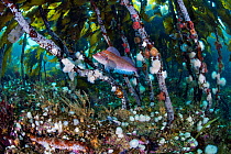 Kelp greenling (Hexagrammos decagrammus) male, swimming among a kelp forest, Browning Pass, Vancouver Island, British Columbia, Canada, Queen Charlotte Strait, Pacific Ocean.