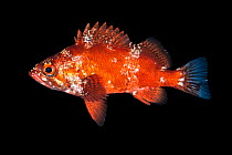 Vermilion rockfish (Sebastes miniatus) juvenile, portrait, Vancouver Island, British Columbia, Canada, Queen Charlotte Strait, Pacific Ocean.