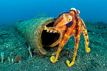 Mototi octopus (Amphioctopus mototi) emerging from its den inside a bamboo log, Bitung, North Sulawesi, Indonesia, Lembeh Strait.
