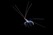 Planktonic shrimp (Sergestidae) drifting at night in open ocean as part of the plankton, North Sulawesi, Indonesia, Lembeh Strait.