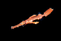 Robust ghost pipefish (Solenostomus cyanopterus) larval stage, drifting at night in open ocean as part of the plankton, North Sulawesi, Indonesia, Lembeh Strait.
