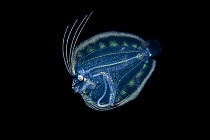 Flounder (Bothidae) larval stage, drifting in open water as part of the plankton, Bitung, North Sulawesi, Indonesia, Lembeh Strait.