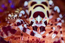 Coleman shrimp (Periclimenes colemani) female, with smaller male on left, living in a Fire urchin (Asthenosoma varium), Bitung, North Sulawesi, Indonesia, Lembeh Strait.